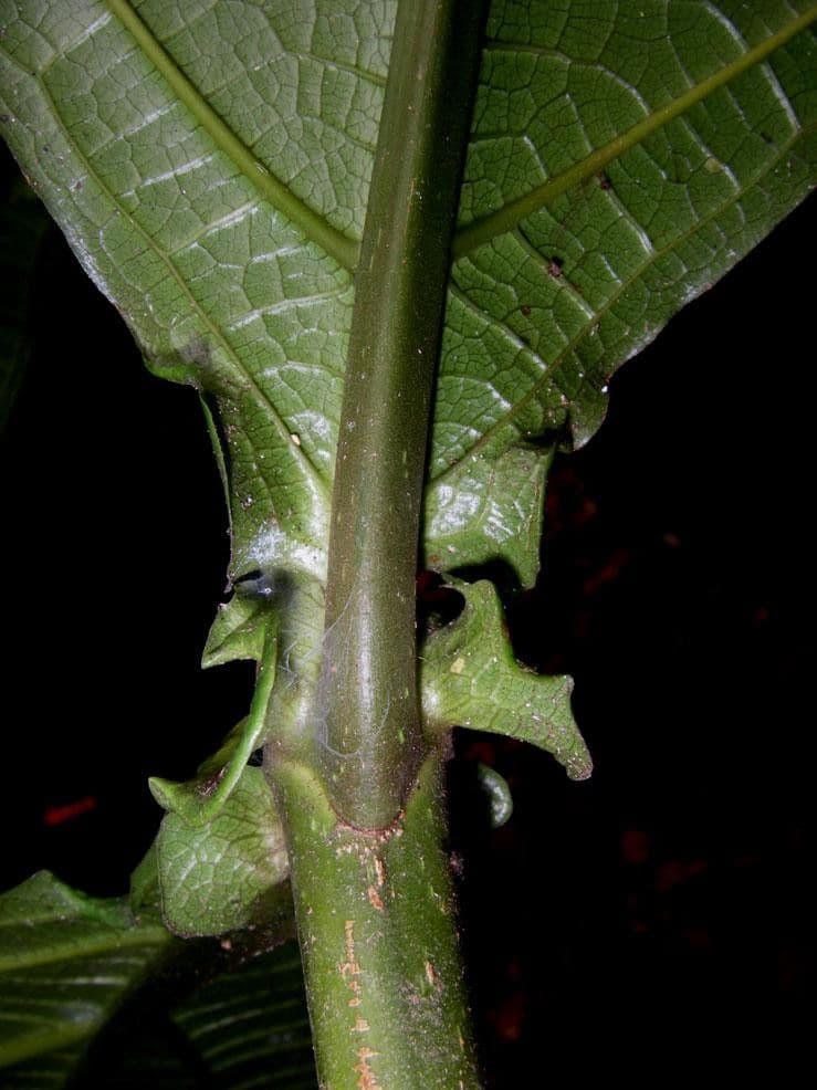 Miconia 11