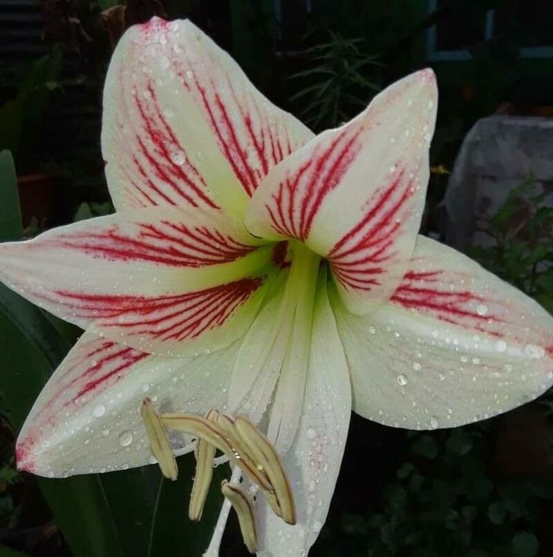 Hippeastrum 12