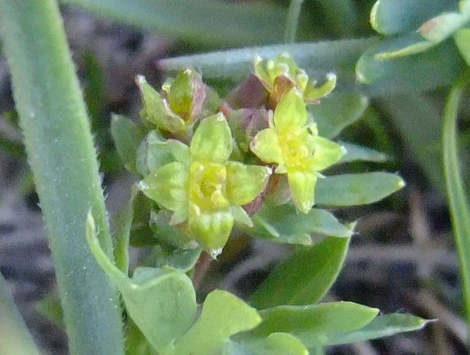 Alchemilla pentafilla 4