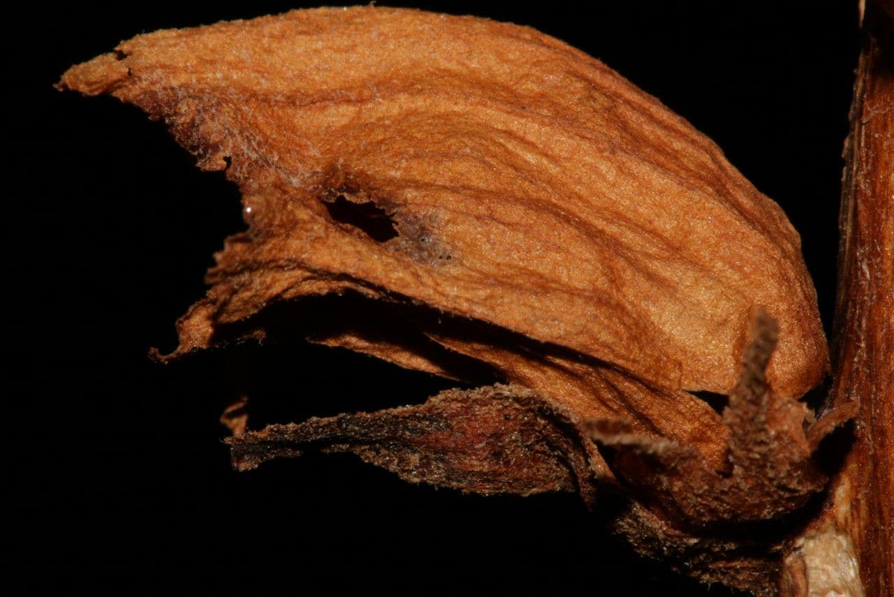 Orobanche del ginestrone 2