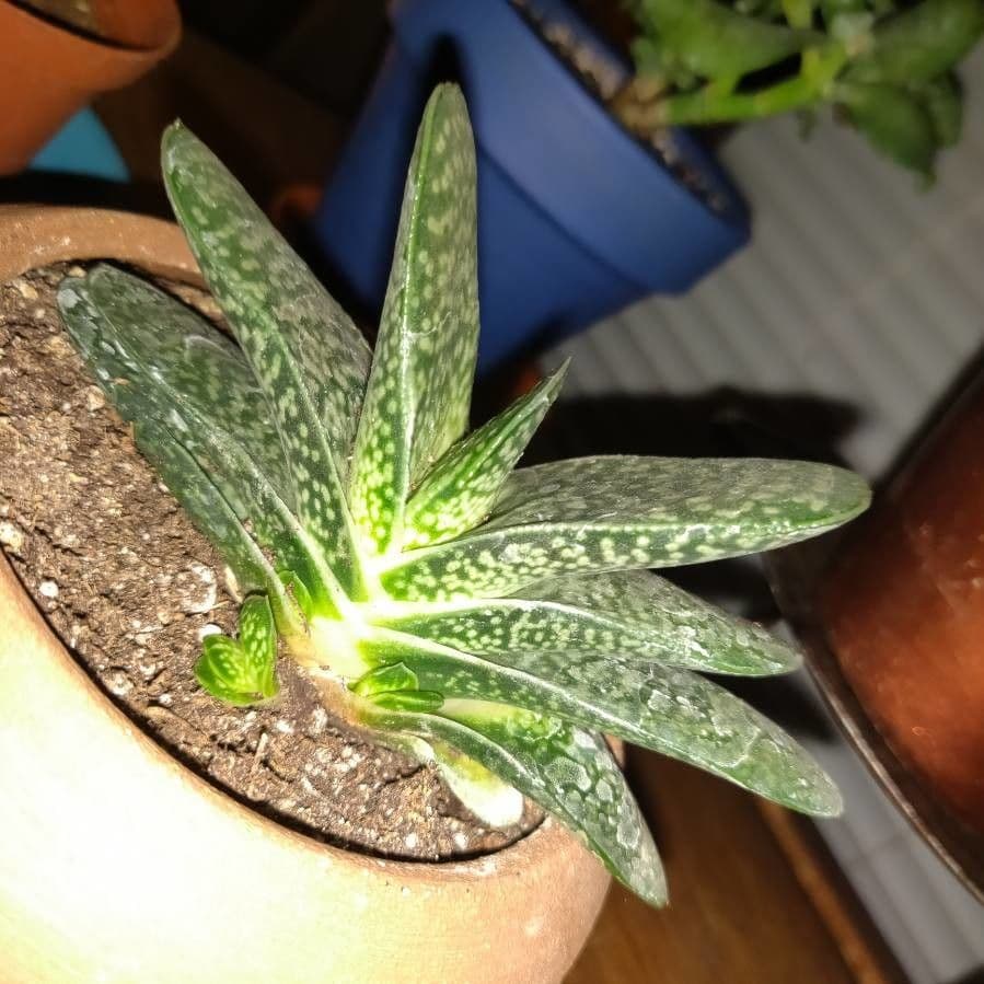 Gasteria 11