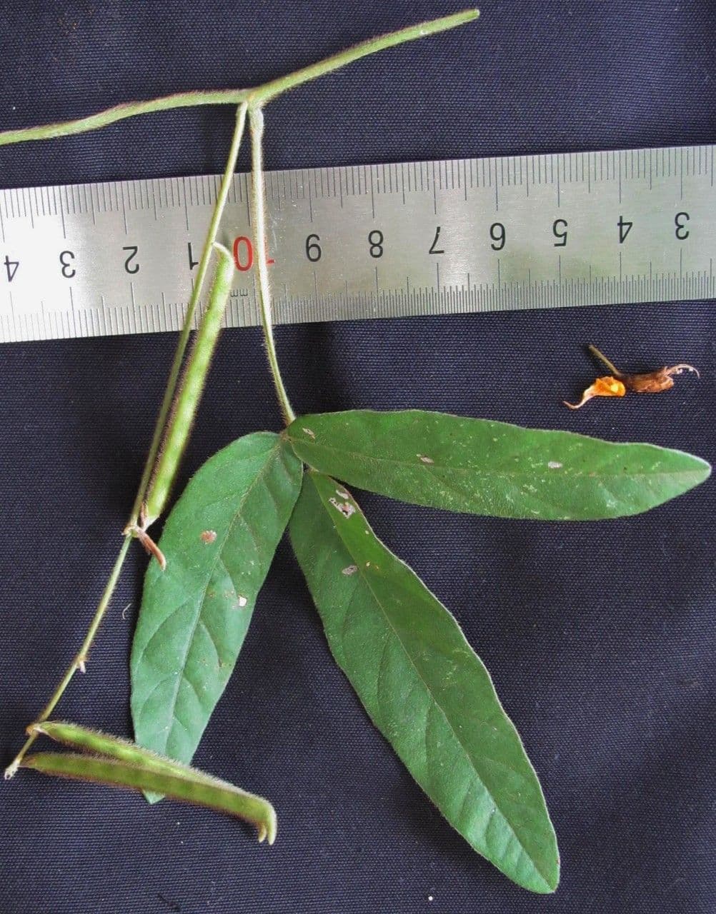 Teramnus uncinatus 18