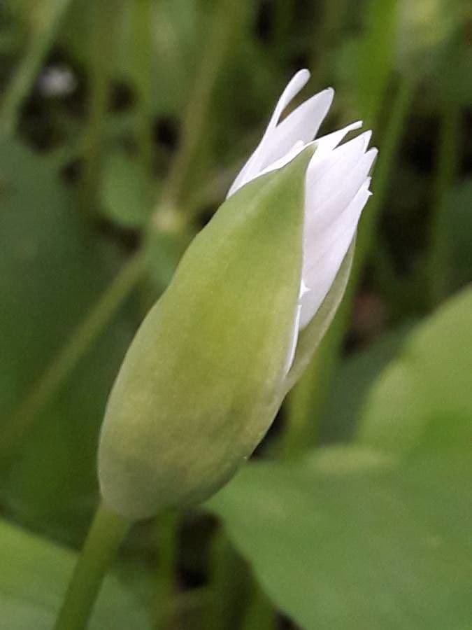 Bärlauch 30
