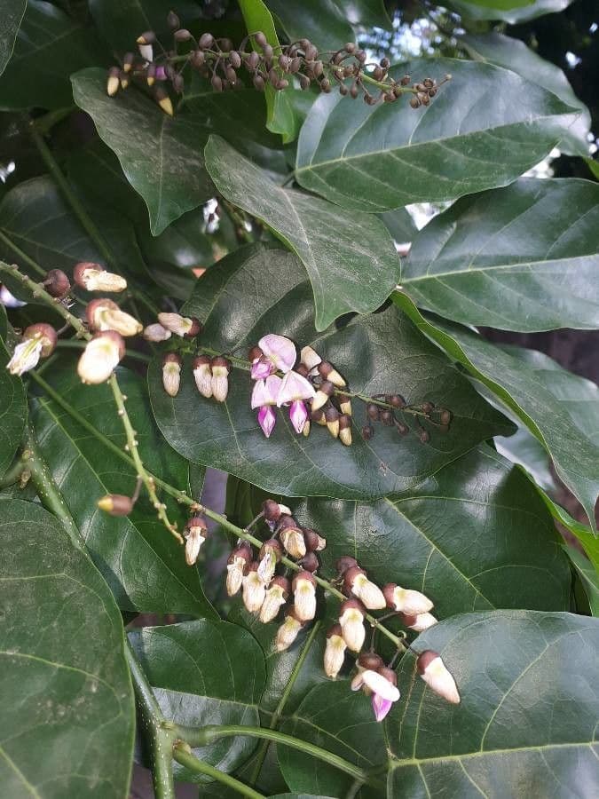 Pongamia 8