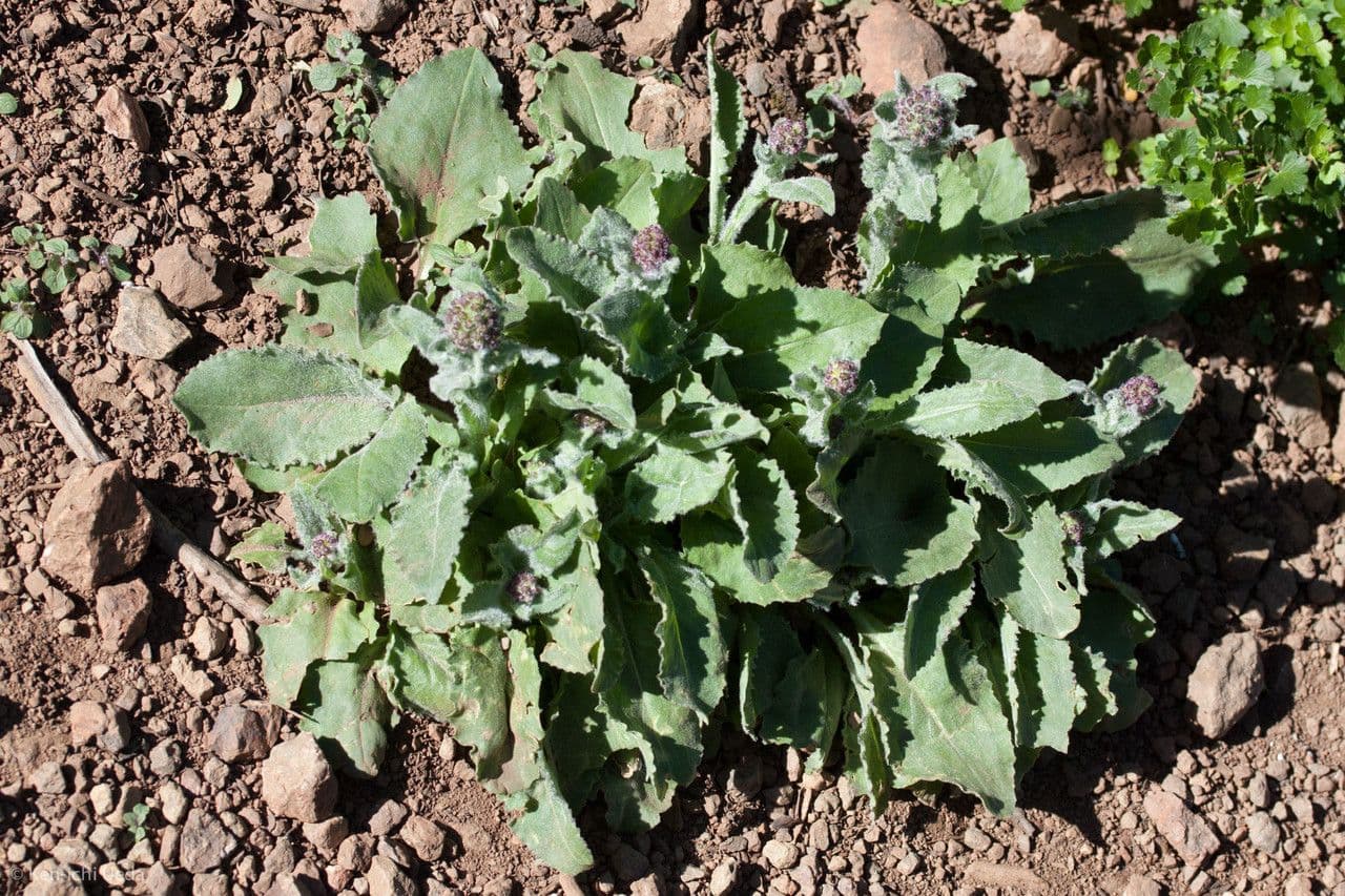 Senecio aronico 8