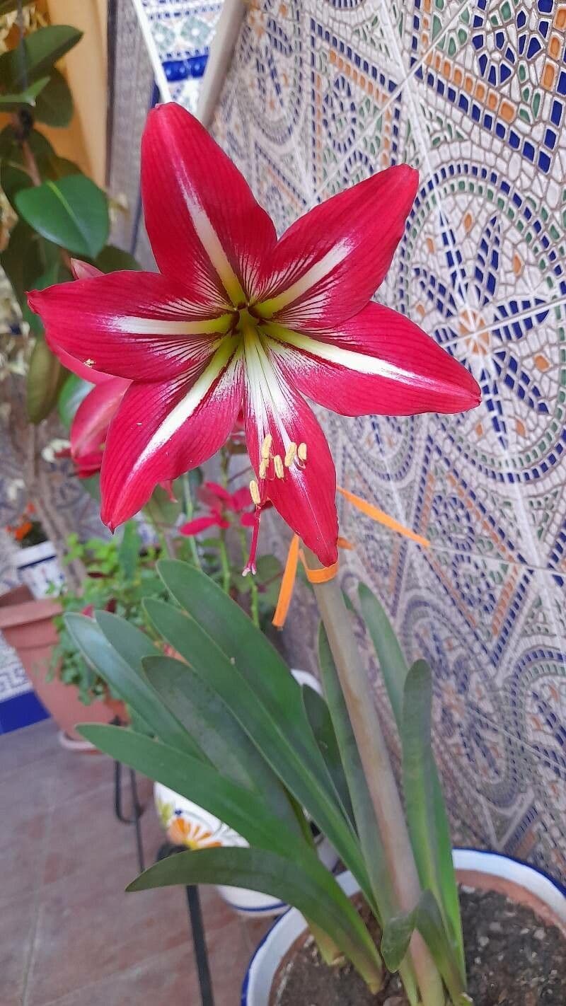 Hippeastrum 4