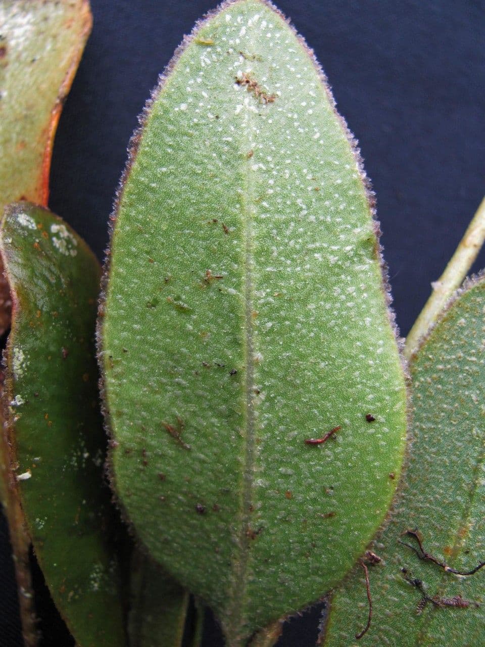 Elaphoglossum 3