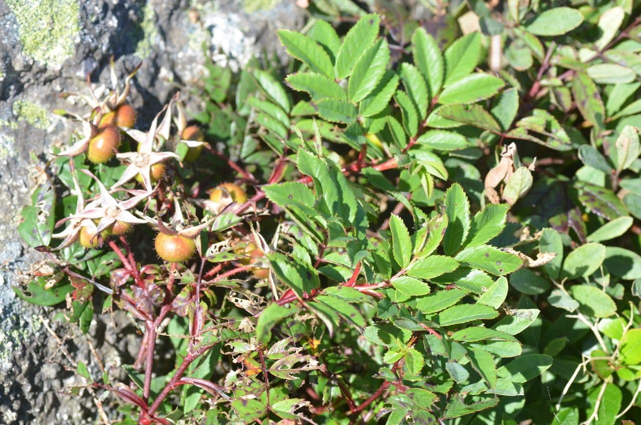 Rosa 18