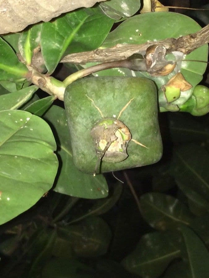 Barringtonia 5