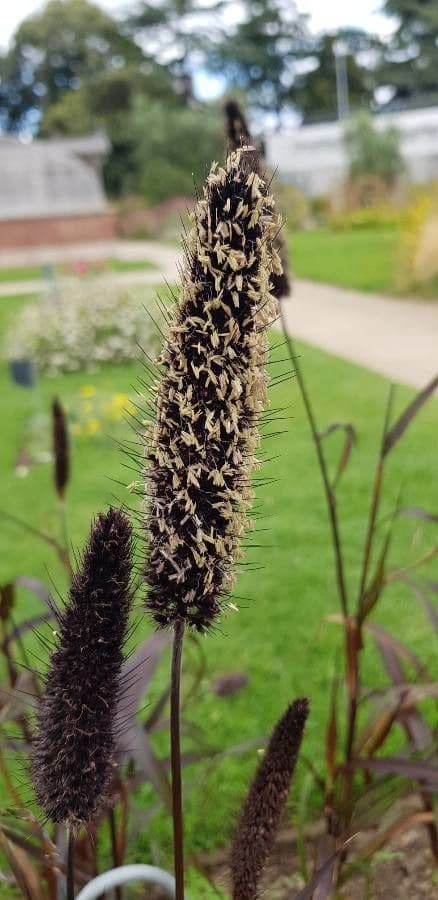 Perlhirse 7