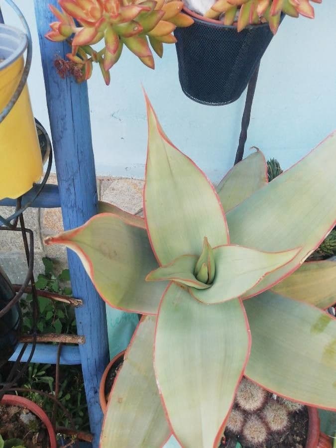 Aloe striata 14