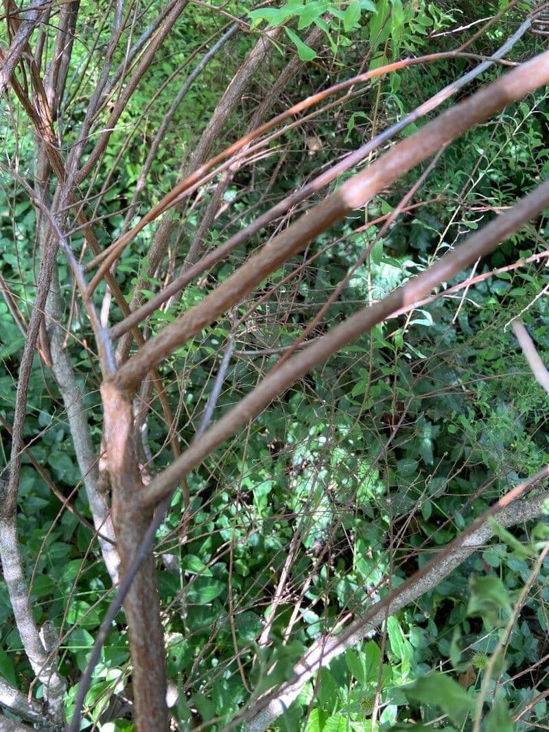 Spirea ipericifolia 17