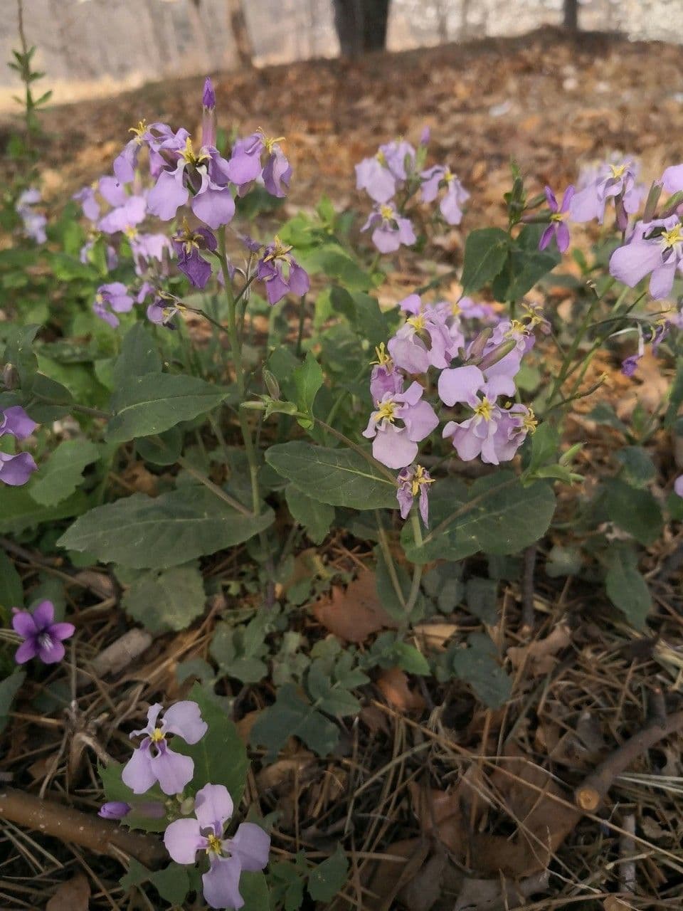 Violaröschen 7