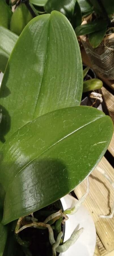 Orchidea farfalla 15