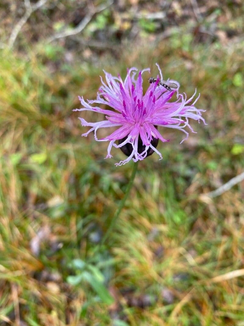 Serratula comune 6
