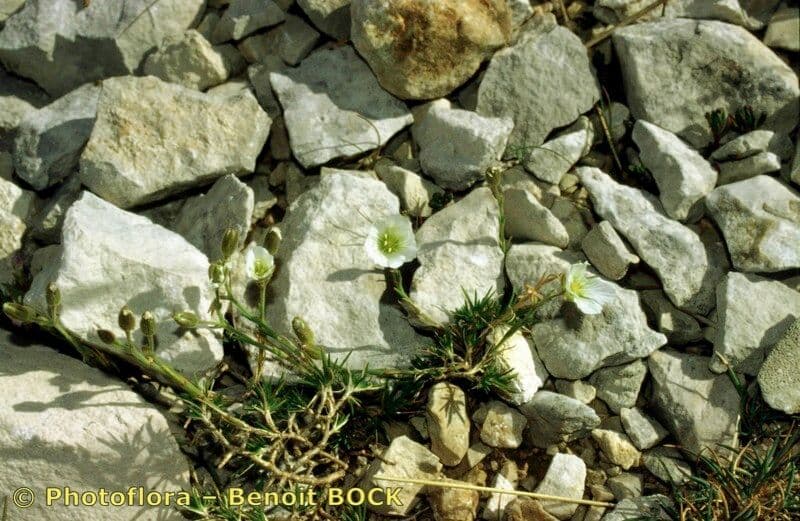 Cherleria capillacea 19