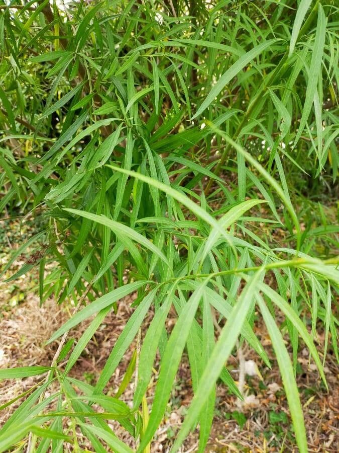 Freylinia 10