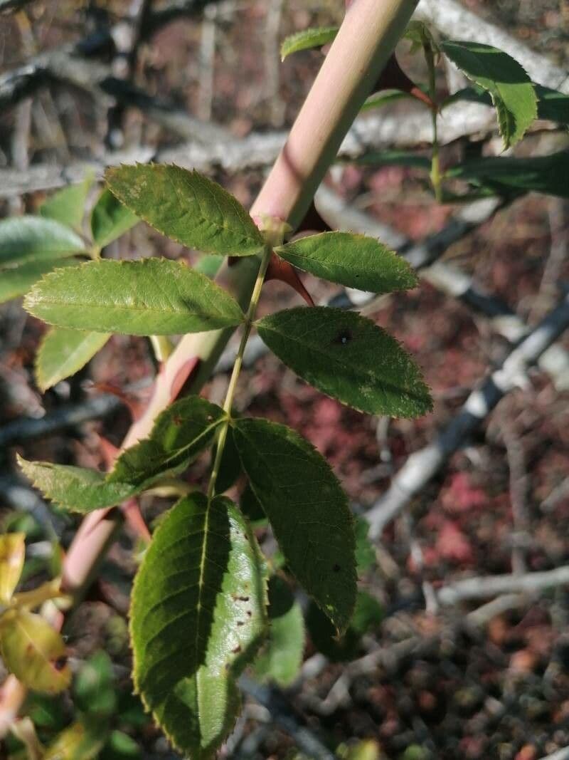 Rosa 3