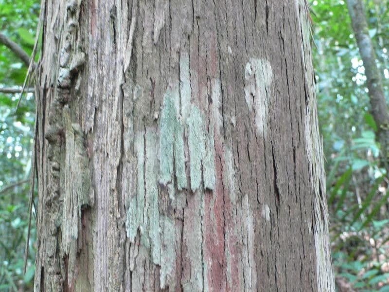 Chaetocarpus 7