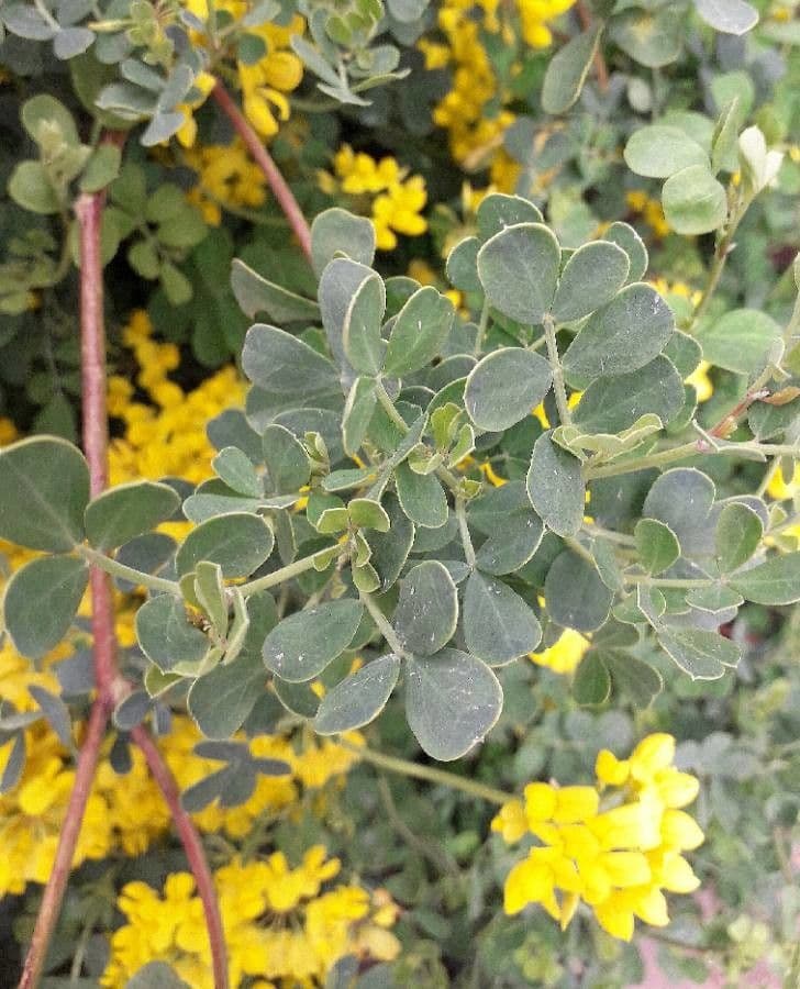 Coronilla valentina 20
