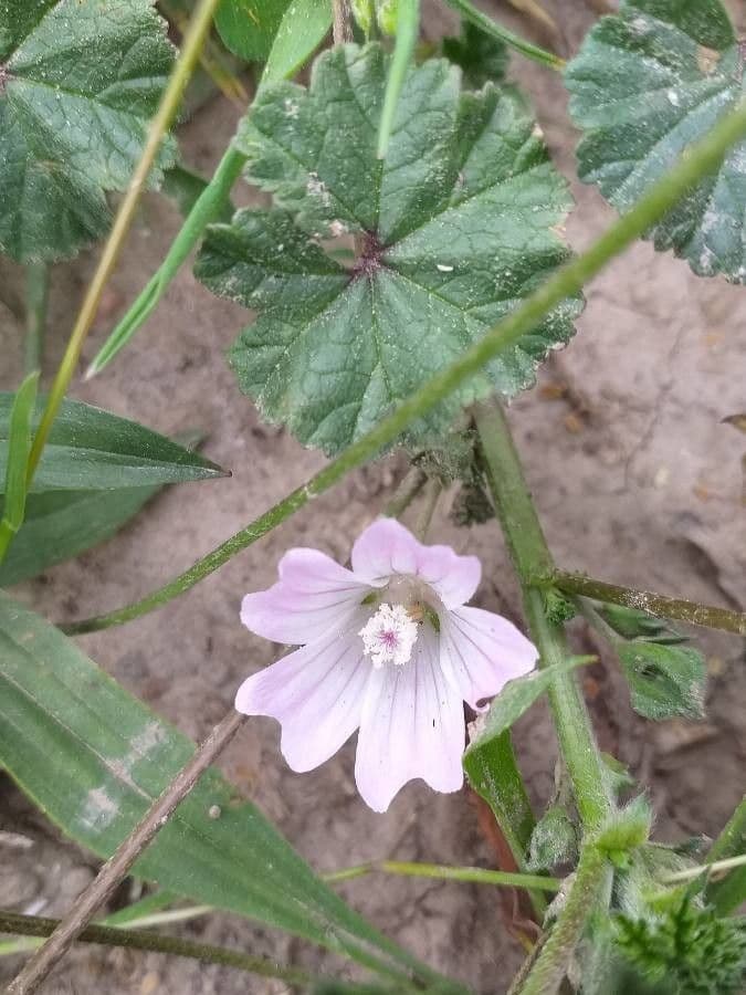Malva domestica 7