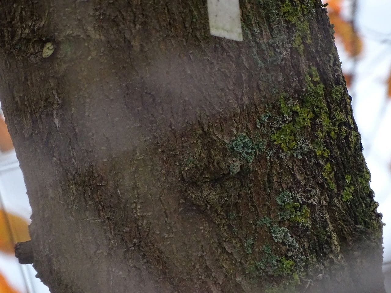Nyssa sylvatica 25