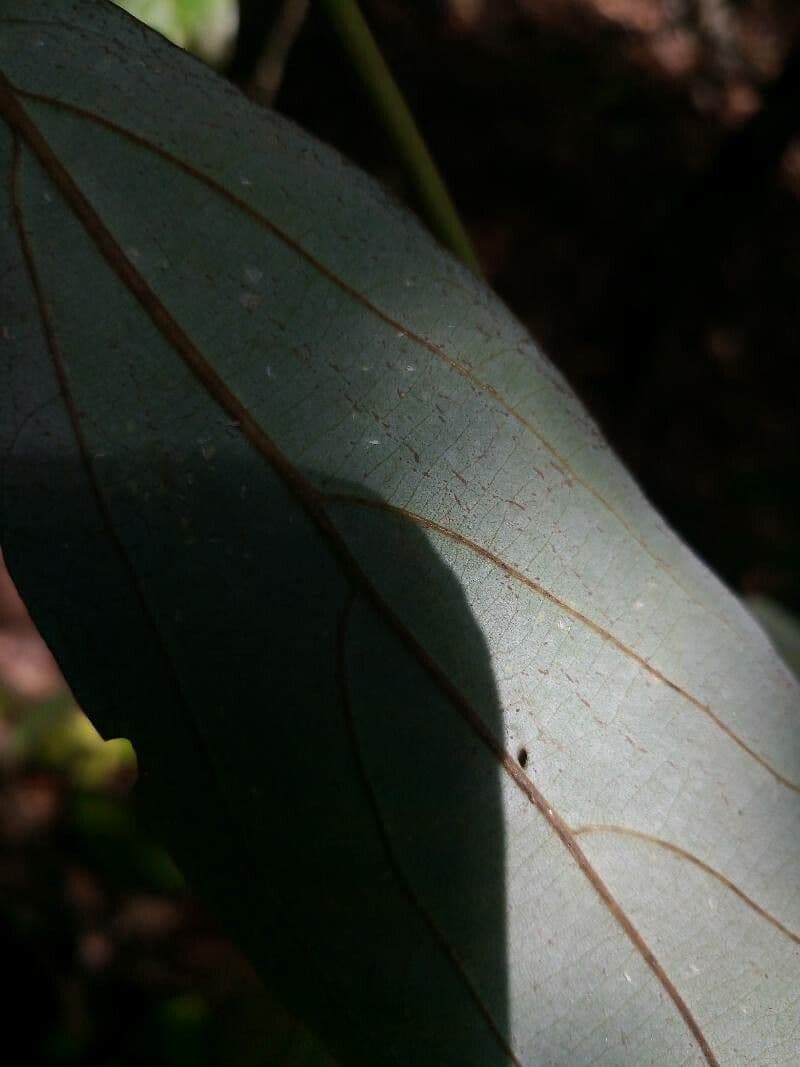 Actinodaphne 4
