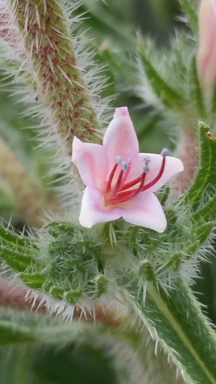 Echium asperrimum 4
