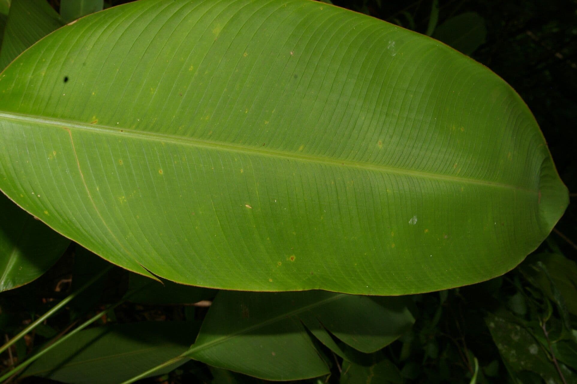 Plantain selvatico 12