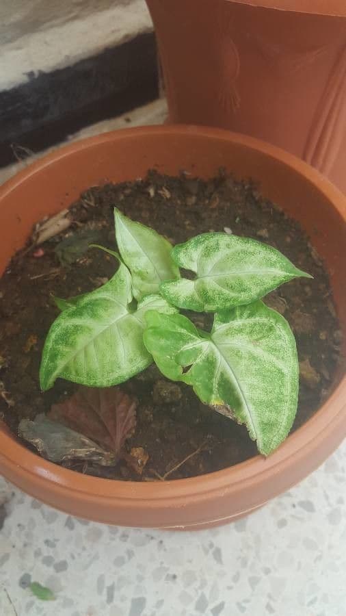 Syngonium 20