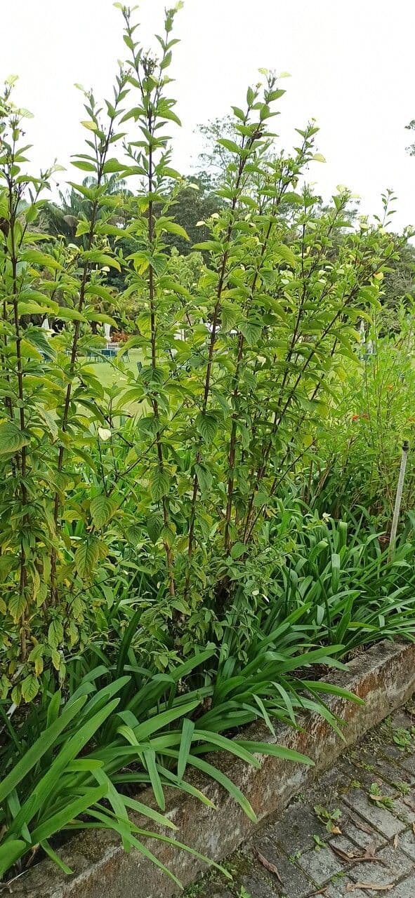 Mussaenda philippica 18
