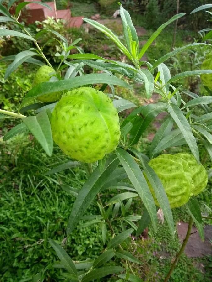 Gomphocarpus physocarpus 29