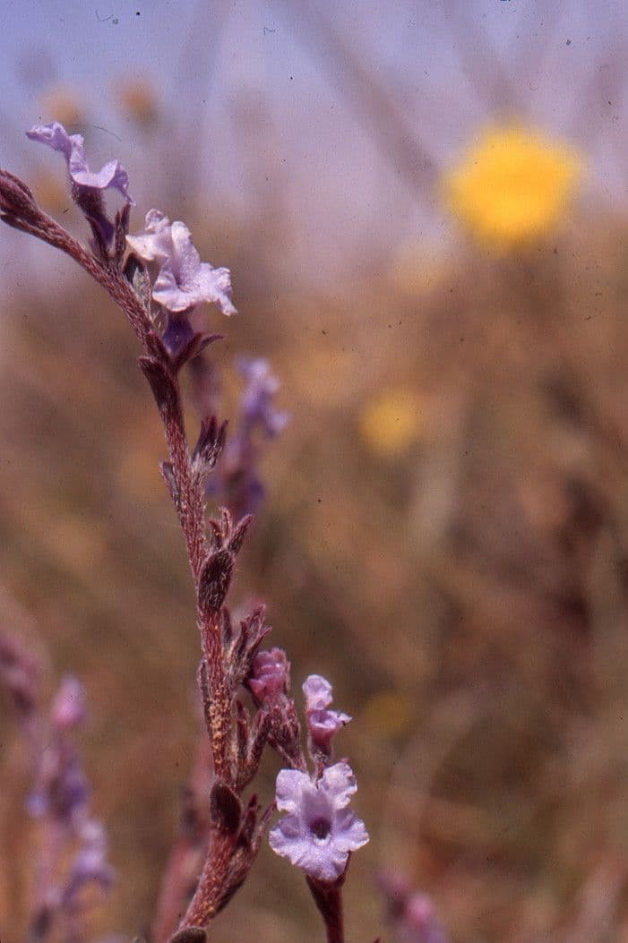 Echiochilon 4