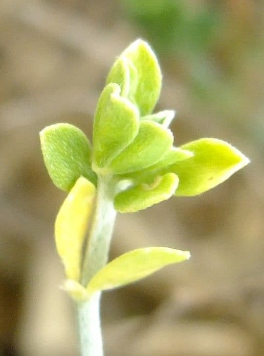 Genista canariensis 13