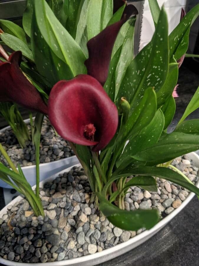 Calla 5