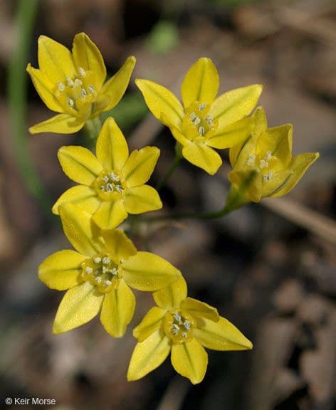 Triteleia