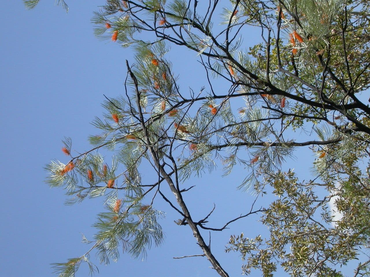 Gold-Grevillea 14
