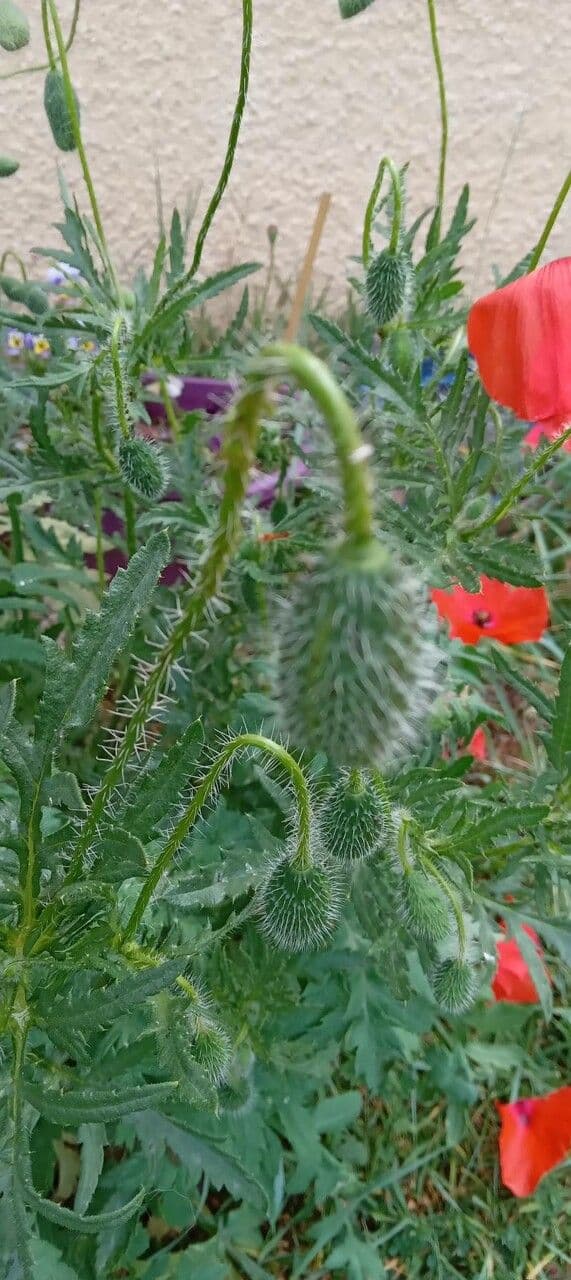 Klatschmohn 24