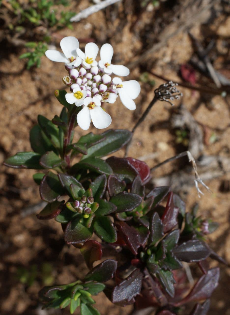 Iberis procumbens 13