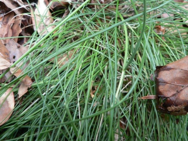Festuca de hoja variable 18