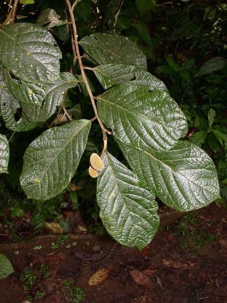 Dichapetalum 10
