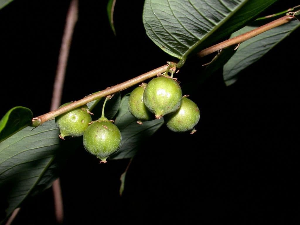 Filaanto