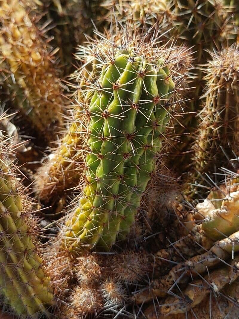 Echinopsis 5