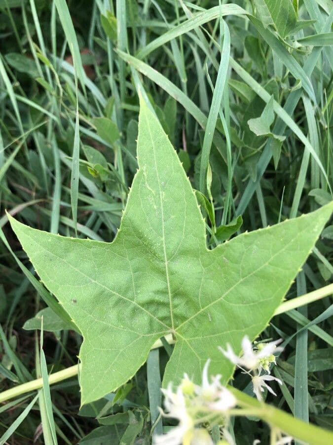 Zucca spinosa 18