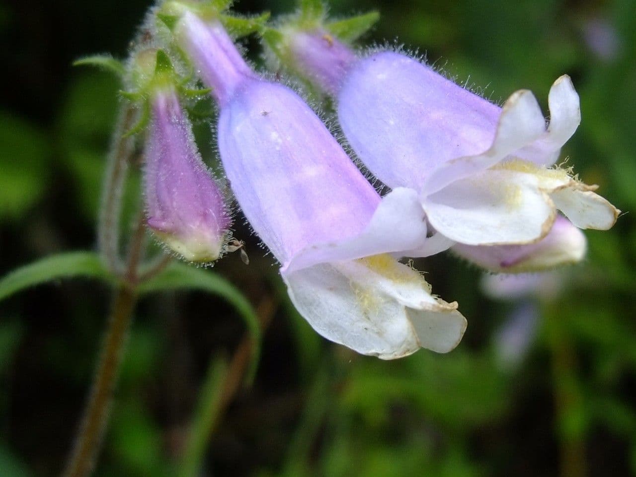 Penstemon hirsutus 3