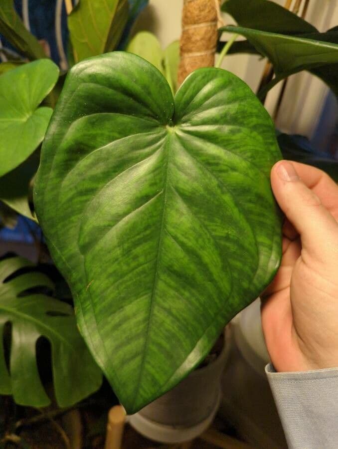 Syngonium 3