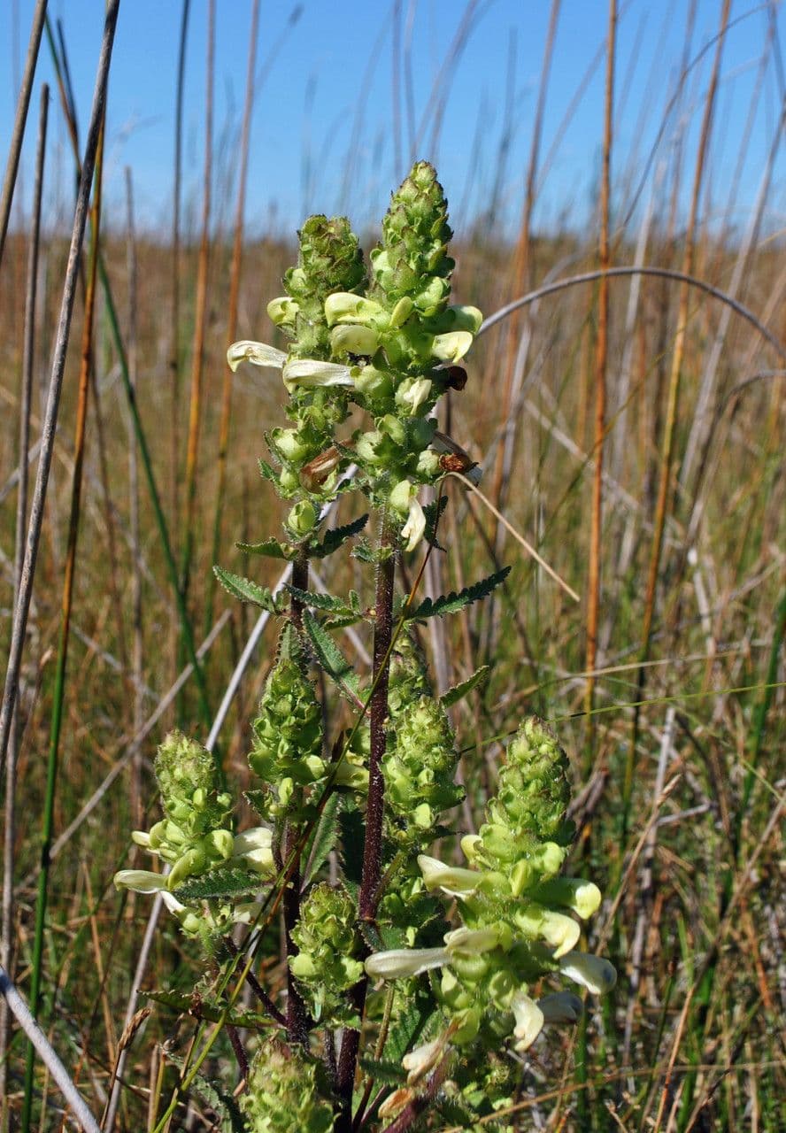 Pedicularis lanceolata 6