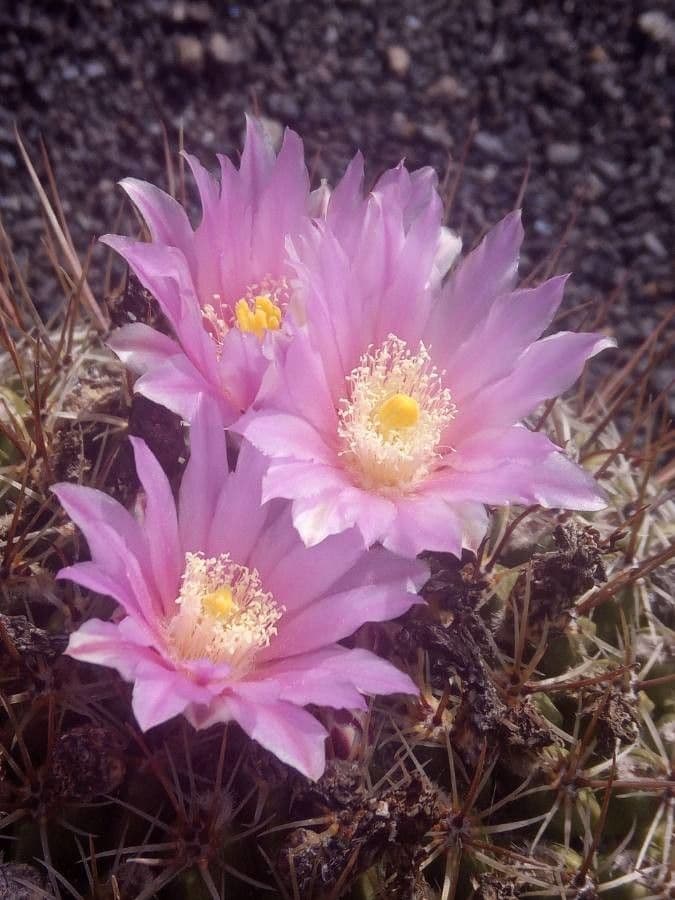 Thelocactus
