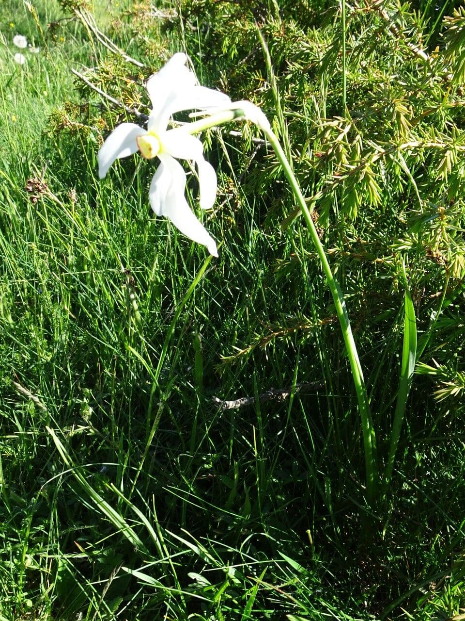 Narciso selvatico 11