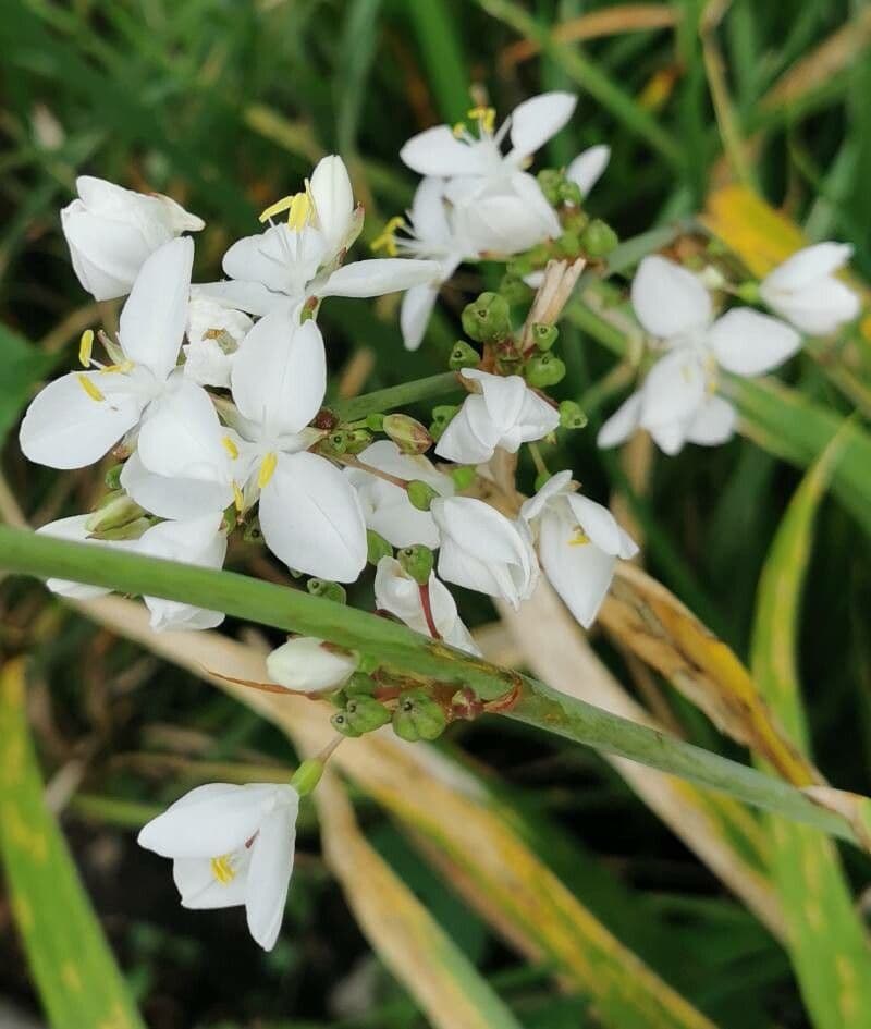 Fiore di raso del Cile 3